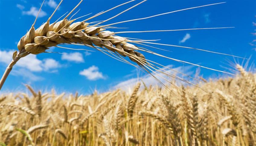 L'Orzo, cereale conosciuto fin dall'antichità L'Orzo, cereale conosciuto fin dall'antichità